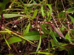 Clover Dodder thumbnail 3