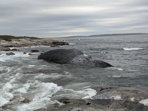 Blue Whale