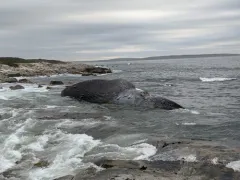 Blue Whale thumbnail 1