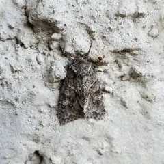 Acadian Sallow thumbnail 3