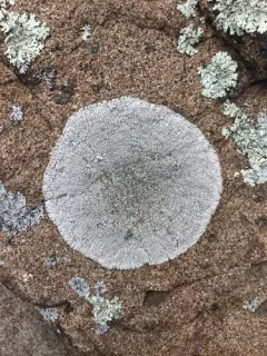 Blue-gray Sunken-disk thumbnail 3