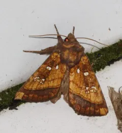 Harris’ Stalk Borer Moth thumbnail 1