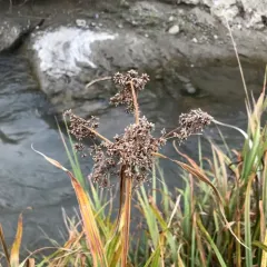 Panicled Bulrush thumbnail 1