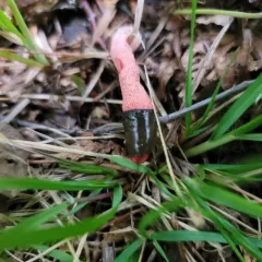 red stinkhorn thumbnail 2