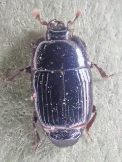 Platysoma leconti thumbnail 1