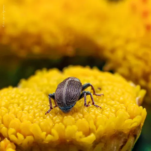 Sweet Clover Weevil