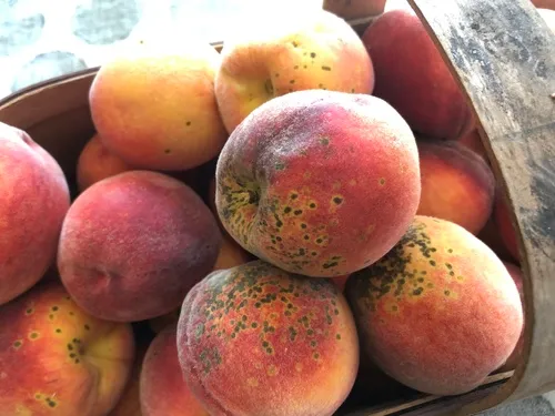 Peach Scab