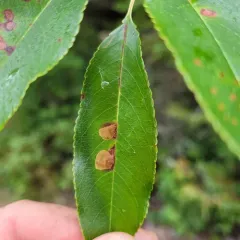 Coptodisca splendoriferella thumbnail 4