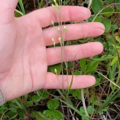 yellow screwstem thumbnail 2