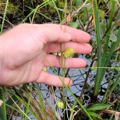 button sedge thumbnail 2