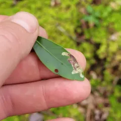 Inkberry Holly Leafminer thumbnail 2