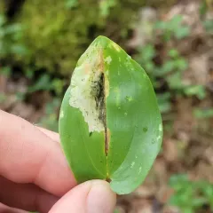 Neochirosia nuda thumbnail 3