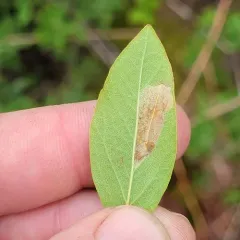 Huckleberry Leafminer thumbnail 4