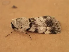 Sympistis extremis thumbnail 4