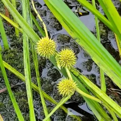 American bur-reed thumbnail 2