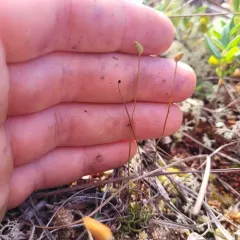 curly grass fern thumbnail 2