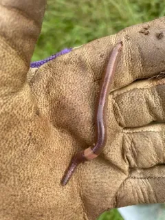Rustic Jumping Worm thumbnail 3