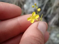 flaxleaf plainsmustard thumbnail 3