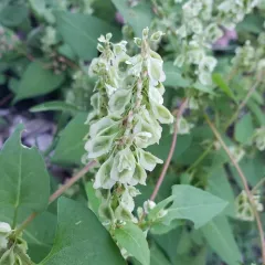climbing false buckwheat thumbnail 3