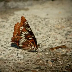 Lorquin's Admiral thumbnail 2