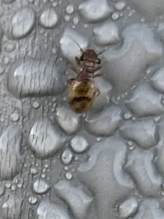 Reticulate-Winged Trogiid thumbnail 2