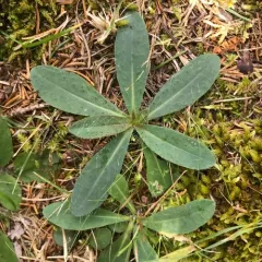 mouse-eared hawkweed thumbnail 2