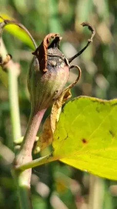 Neolasioptera allioniae thumbnail 1