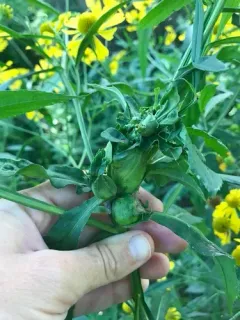 Asphondylia autumnalis thumbnail 2