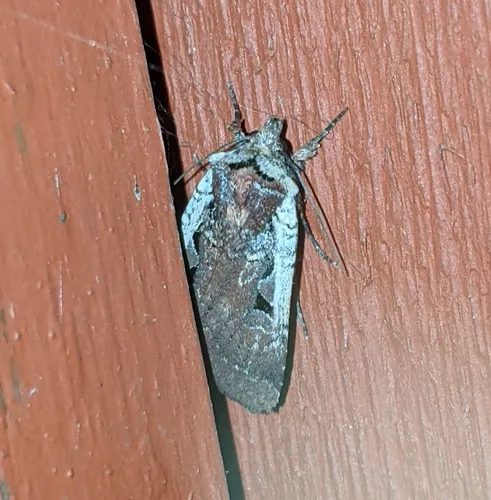 Parabagrotis sulinaris