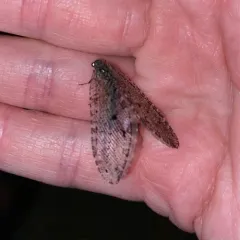 Polystoechotes punctata thumbnail 3