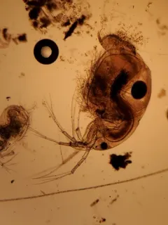 moor waterflea thumbnail 2