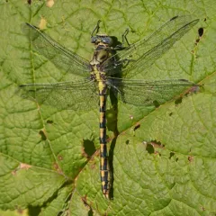 Pale Snaketail thumbnail 3