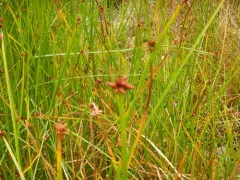 American three-square bulrush thumbnail 4