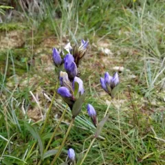 king's scepter gentian thumbnail 2