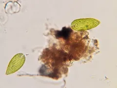 Gonyostomum semen thumbnail 4