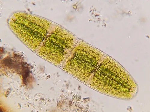 Planotaenium interruptum