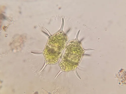 Xanthidium antilopaeum