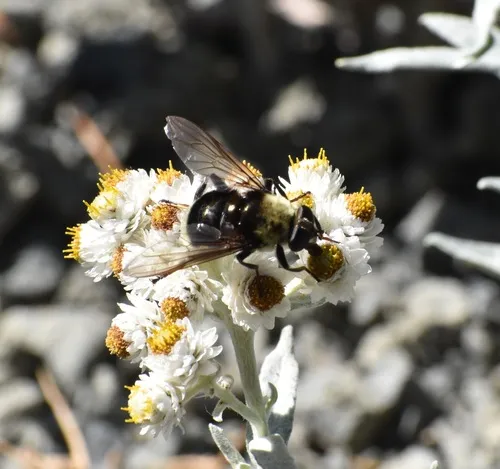 Bee-like Quicksilver