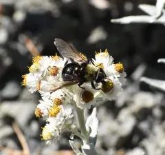 Bee-like Quicksilver thumbnail 1