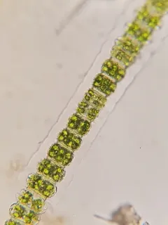 Desmidium grevillei thumbnail 4