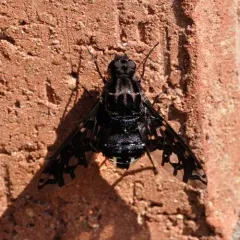Tiger Bee Fly thumbnail 3