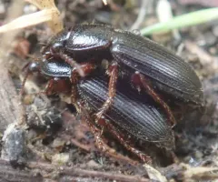 Dicheirus piceus thumbnail 1