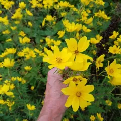 Tickseed Sunflower thumbnail 1