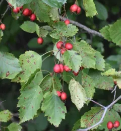 Holmes' Hawthorn thumbnail 3