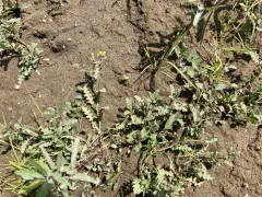 columbia yellow cress thumbnail 3