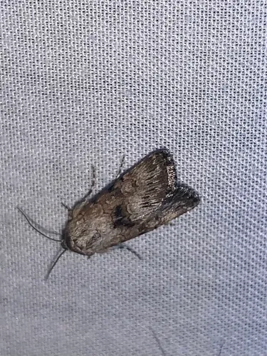 Harrow moth