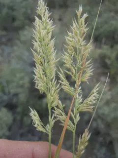 Plains Reedgrass thumbnail 1