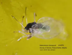Heterotrioza chenopodii thumbnail 3