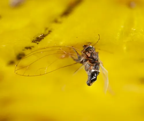 Potato Psyllid