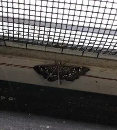 Harlequin Webworm Moth thumbnail 3